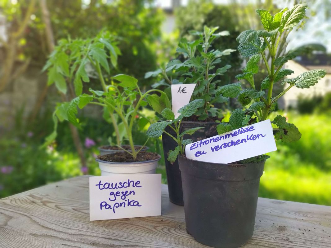 Frühjahrs-Pflanzenbörse